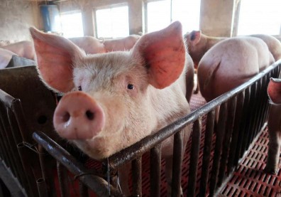 非洲豬瘟台灣失守？！農業部證實：台中首現疑似案例，全國禁運禁宰５天