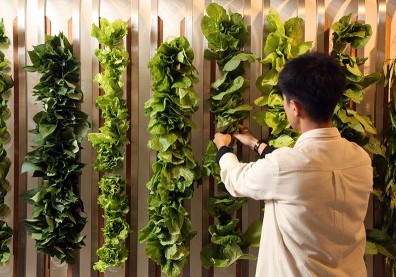 2019全球掀起 「純素風」