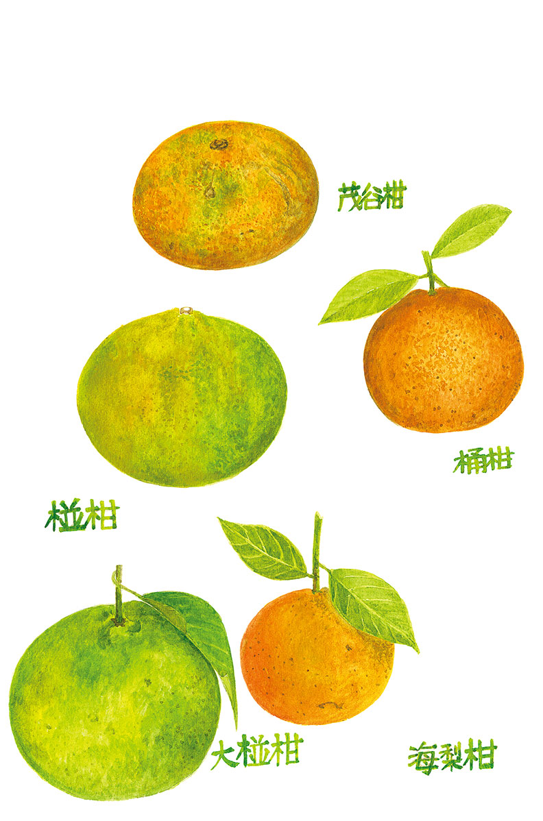 台灣的冬季水果王「柑橘」,你認識哪幾種?_img_1