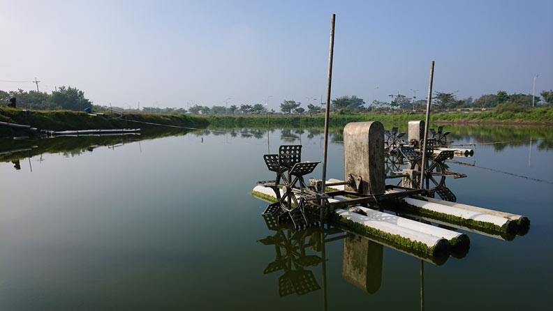 螃蟹也會游蝶式、自由式?問ptt「螃蟹王」就知道_img_2