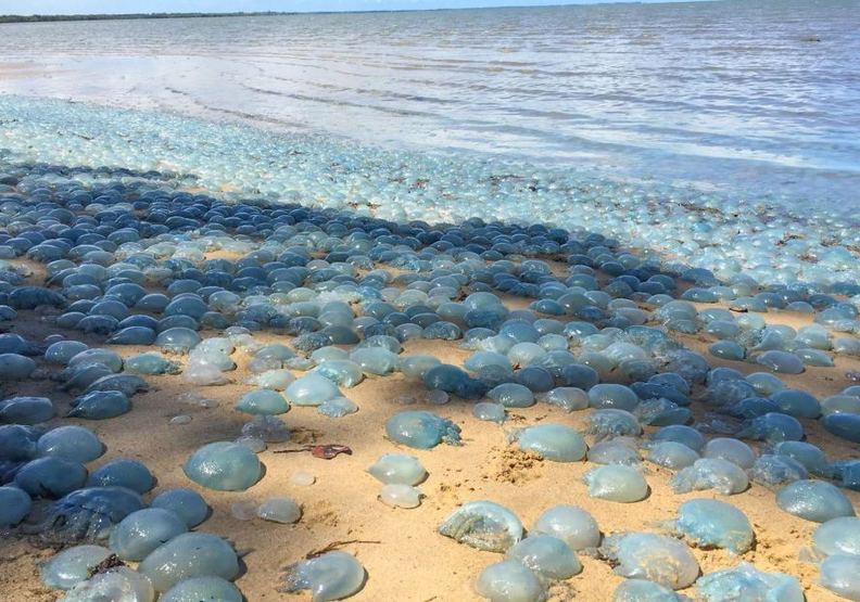 大自然給人類的警告?澳洲毒水母爆量的生態悲歌_img_4