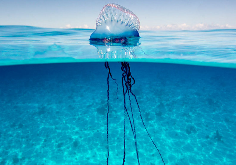 大自然給人類的警告?澳洲毒水母爆量的生態悲歌_img_2