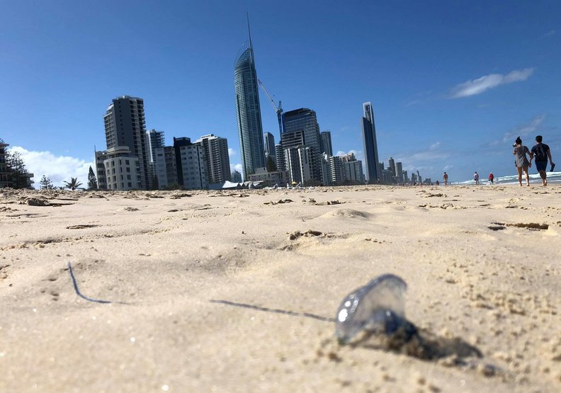 大自然給人類的警告?澳洲毒水母爆量的生態悲歌_img_1