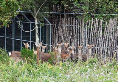 新移民努力「出賣鹿野」 復育梅花鹿成生態亮點