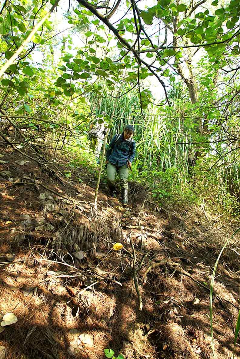 陳美汀常常在山林中研究。余建勳提供