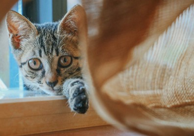 只是發明貓砂就改變好多！2019，掌握「小」趨勢