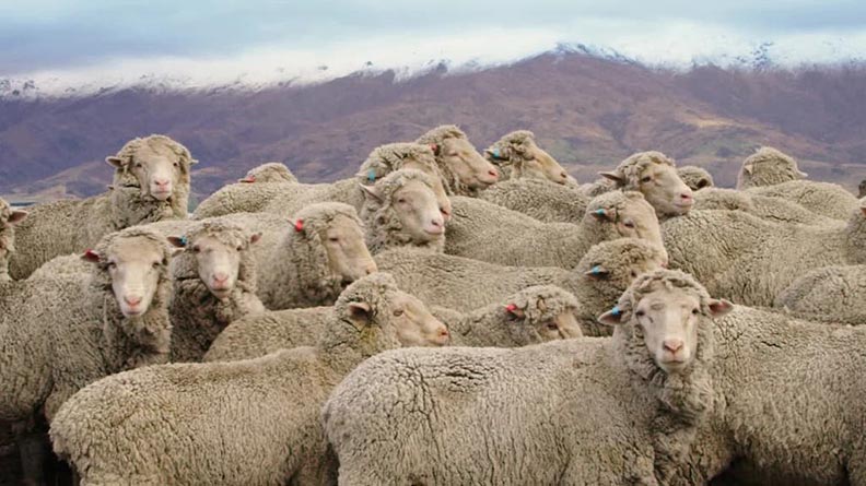 用甘蔗代替石油，打造出世界唯一「負排放」的鞋底_img_3