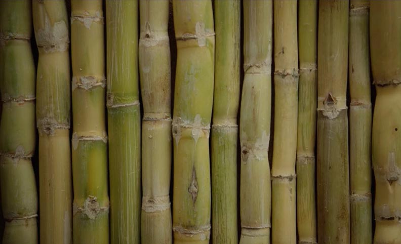 用甘蔗代替石油,打造出世界唯一「負排放」的鞋底_img_5