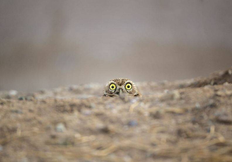 動物也能當諧星！喜劇攝影獎勾勒自然無限笑料_img_3