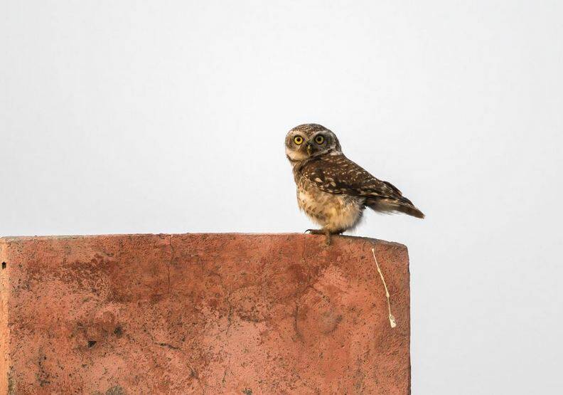 動物也能當諧星！喜劇攝影獎勾勒自然無限笑料_img_4