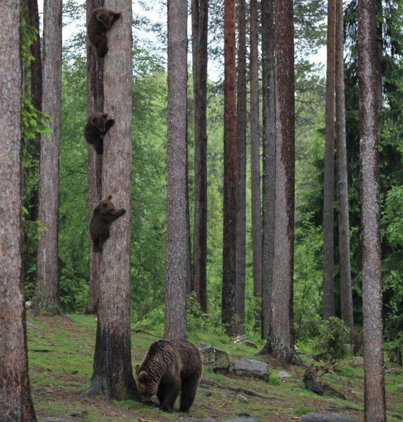 動物也能當諧星！喜劇攝影獎勾勒自然無限笑料_img_5