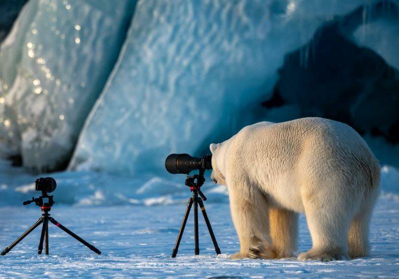 動物也能當諧星！喜劇攝影獎勾勒自然無限笑料_img_6