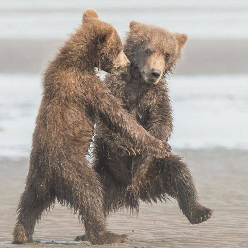動物也能當諧星！喜劇攝影獎勾勒自然無限笑料_img_7