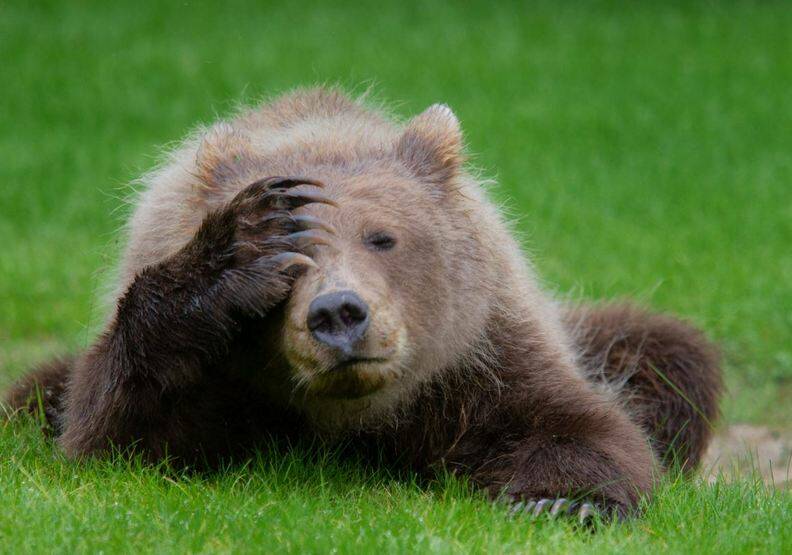 動物也能當諧星！喜劇攝影獎勾勒自然無限笑料_img_8