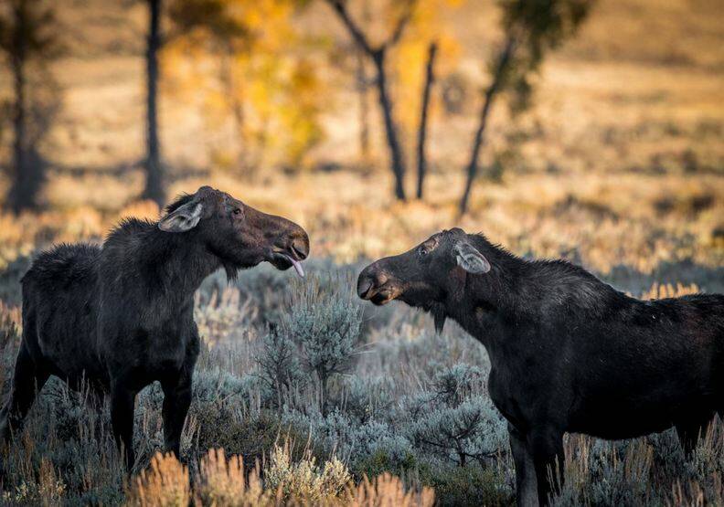 動物也能當諧星！喜劇攝影獎勾勒自然無限笑料_img_9
