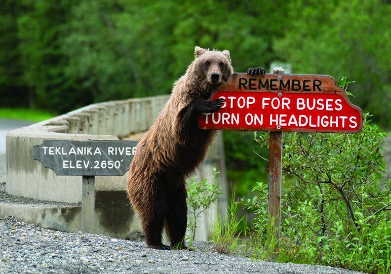 動物也能當諧星！喜劇攝影獎勾勒自然無限笑料_img_10