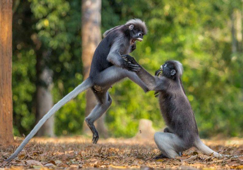 動物也能當諧星！喜劇攝影獎勾勒自然無限笑料_img_11