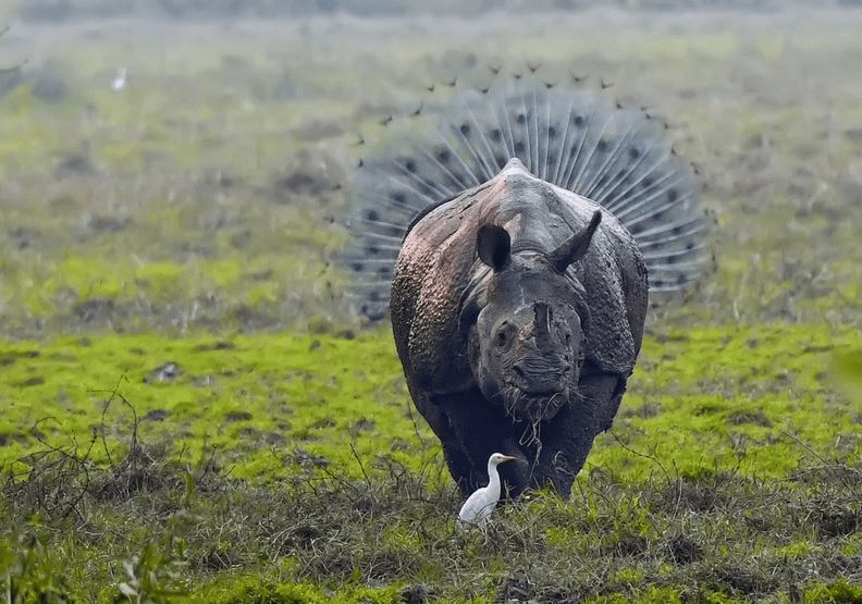 動物也能當諧星！喜劇攝影獎勾勒自然無限笑料_img_13