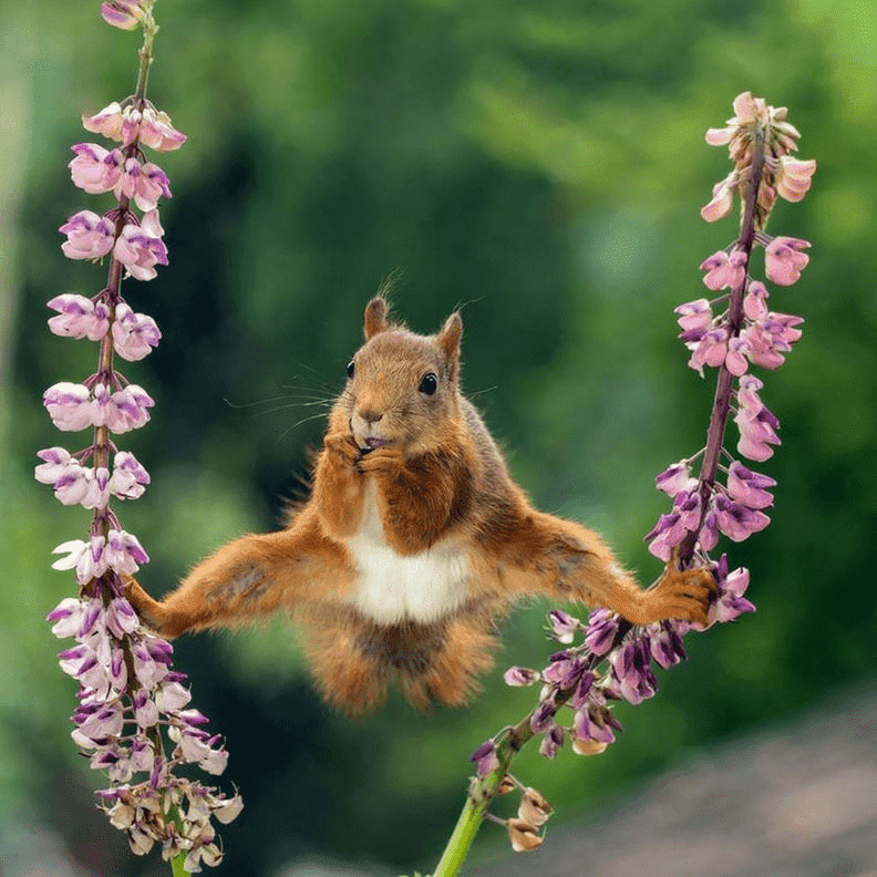 動物也能當諧星！喜劇攝影獎勾勒自然無限笑料_img_14