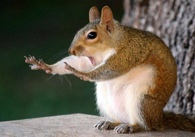 動物也能當諧星！喜劇攝影獎勾勒自然無限笑料