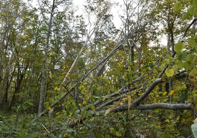 走過311地震，看日本不一樣的災難應變