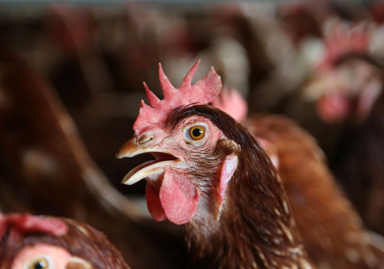 台灣爆發「蛋蛋」危機！農委會說不出口的缺蛋祕密_img_4