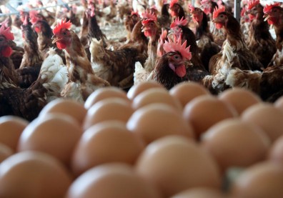 台灣爆發「蛋蛋」危機！農委會說不出口的缺蛋祕密