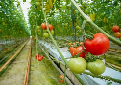 百年品牌可果美多元出擊 從番茄農躍升跨國糧商