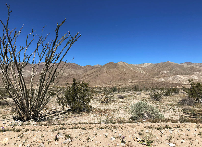 今年春天的意外驚喜!遇上「超級花期」沙漠野花盛開_img_1