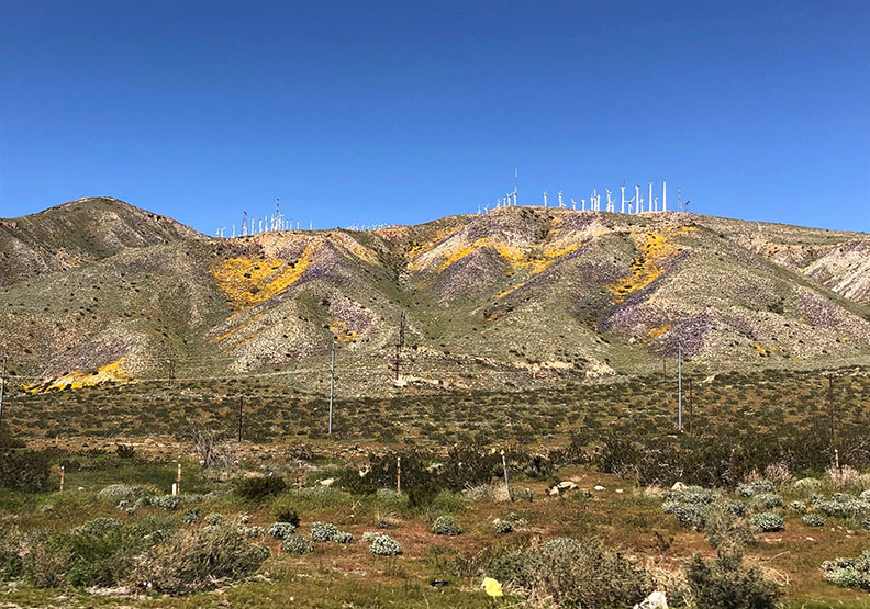 今年春天的意外驚喜!遇上「超級花期」沙漠野花盛開_img_2