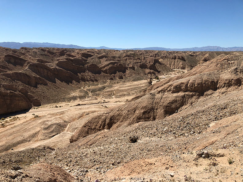 今年春天的意外驚喜!遇上「超級花期」沙漠野花盛開_img_3