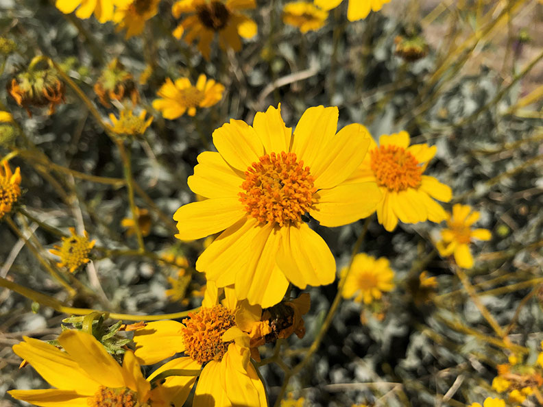 今年春天的意外驚喜!遇上「超級花期」沙漠野花盛開_img_5