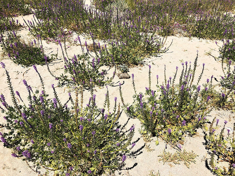 今年春天的意外驚喜!遇上「超級花期」沙漠野花盛開_img_6