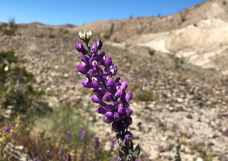 今年春天的意外驚喜!遇上「超級花期」沙漠野花盛開_img_7