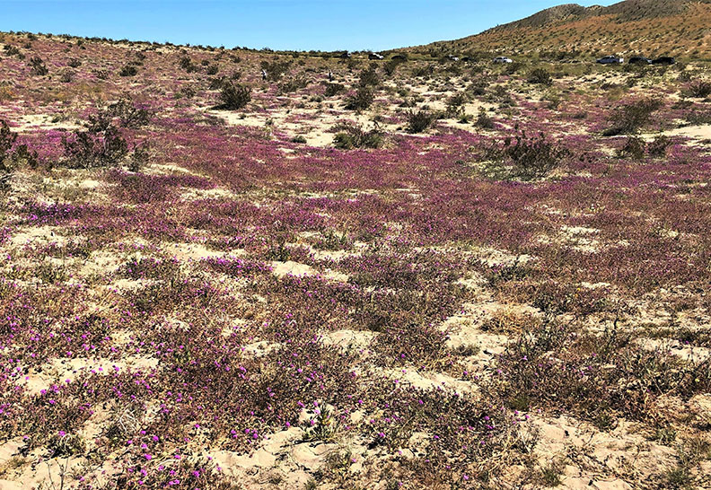 今年春天的意外驚喜!遇上「超級花期」沙漠野花盛開_img_8