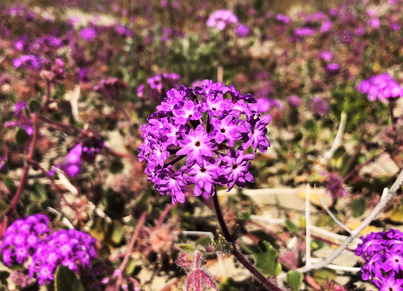 今年春天的意外驚喜!遇上「超級花期」沙漠野花盛開_img_9