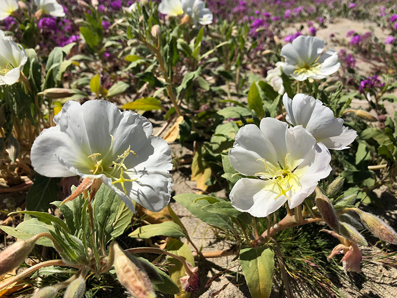 今年春天的意外驚喜!遇上「超級花期」沙漠野花盛開_img_10