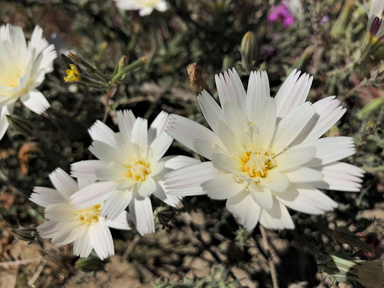 今年春天的意外驚喜!遇上「超級花期」沙漠野花盛開_img_11