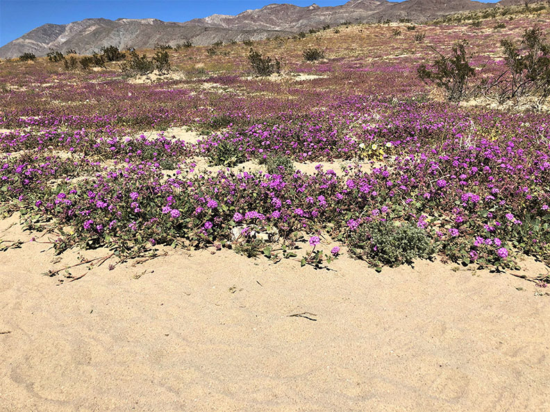 今年春天的意外驚喜!遇上「超級花期」沙漠野花盛開_img_12