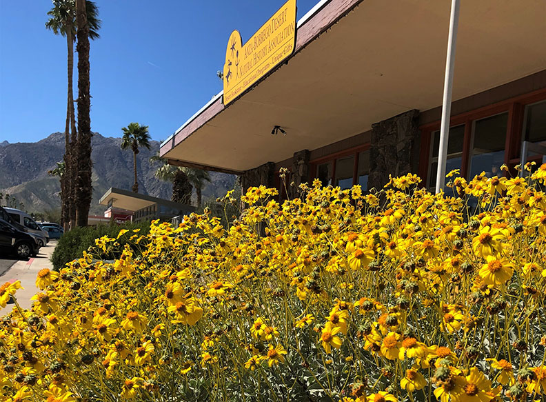 今年春天的意外驚喜!遇上「超級花期」沙漠野花盛開_img_17