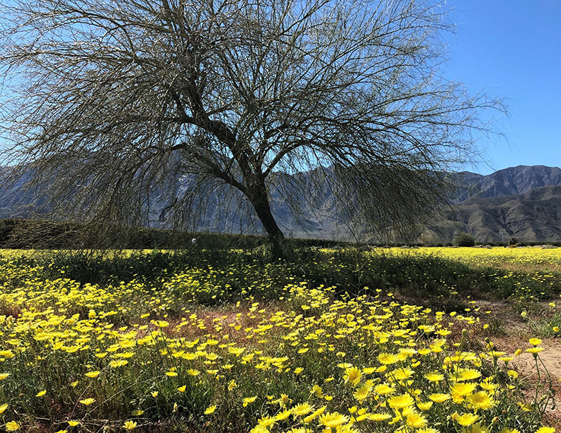 今年春天的意外驚喜!遇上「超級花期」沙漠野花盛開_img_18