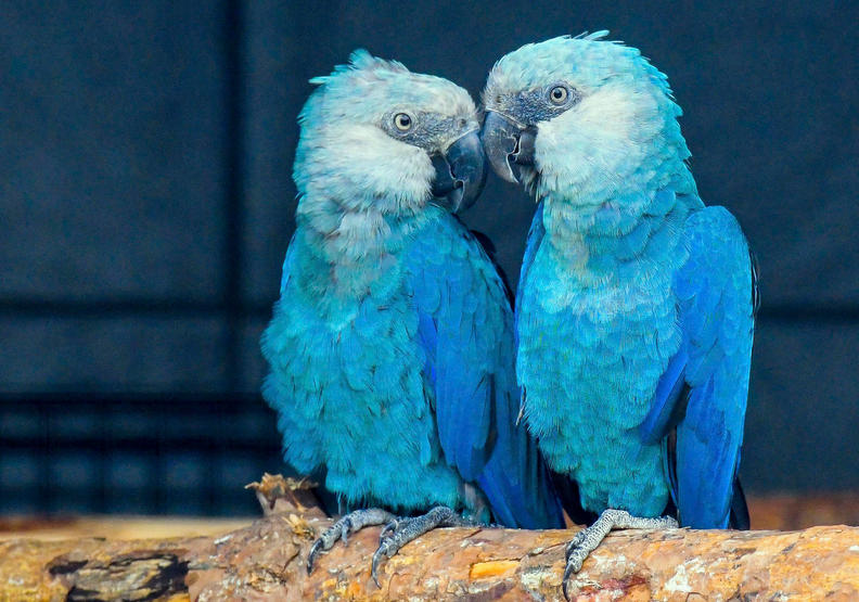 最心痛的事實！科學家證實已於2018年絕種的動物_img_3