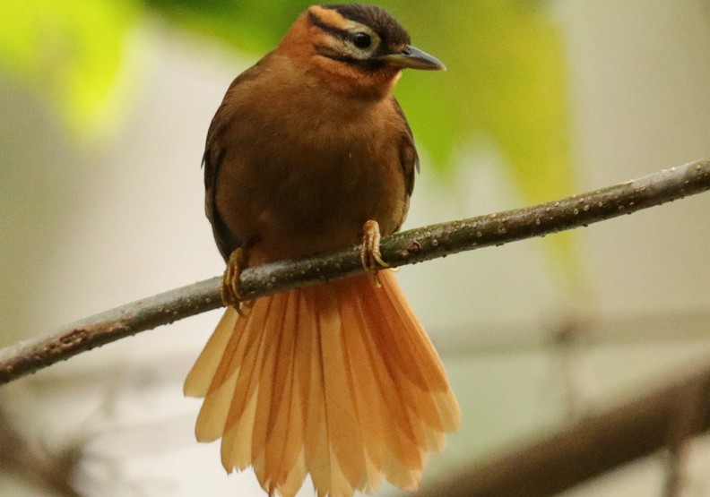 最心痛的事實！科學家證實已於2018年絕種的動物_img_2