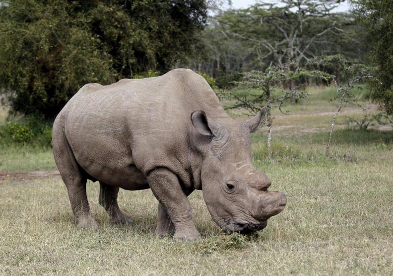 最心痛的事實！科學家證實已於2018年絕種的動物_img_5