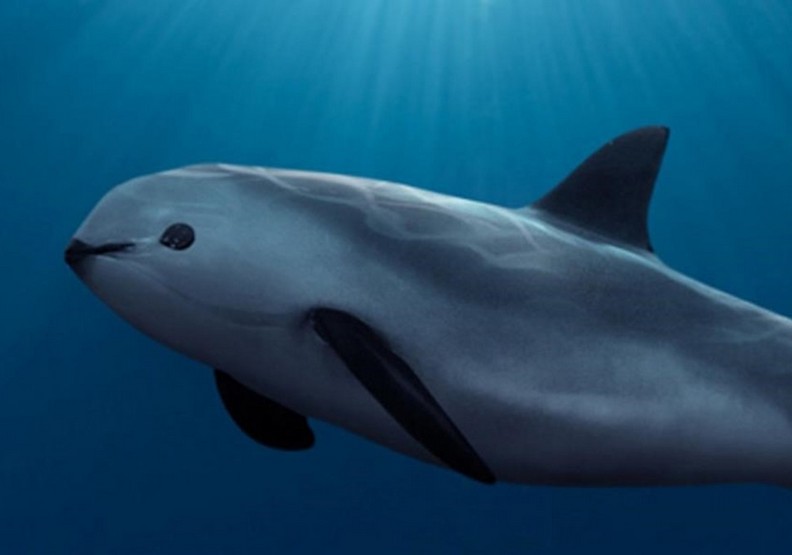 最心痛的事實！科學家證實已於2018年絕種的動物_img_4