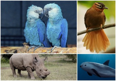 最心痛的事實！科學家證實已於2018年絕種的動物