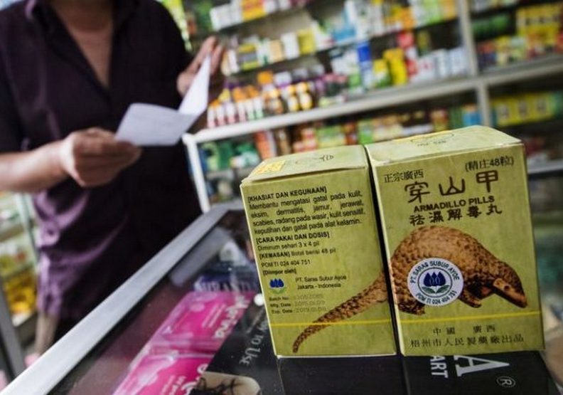 穿山甲的悲劇迷思:世上非法交易最多的生態悲歌_img_3