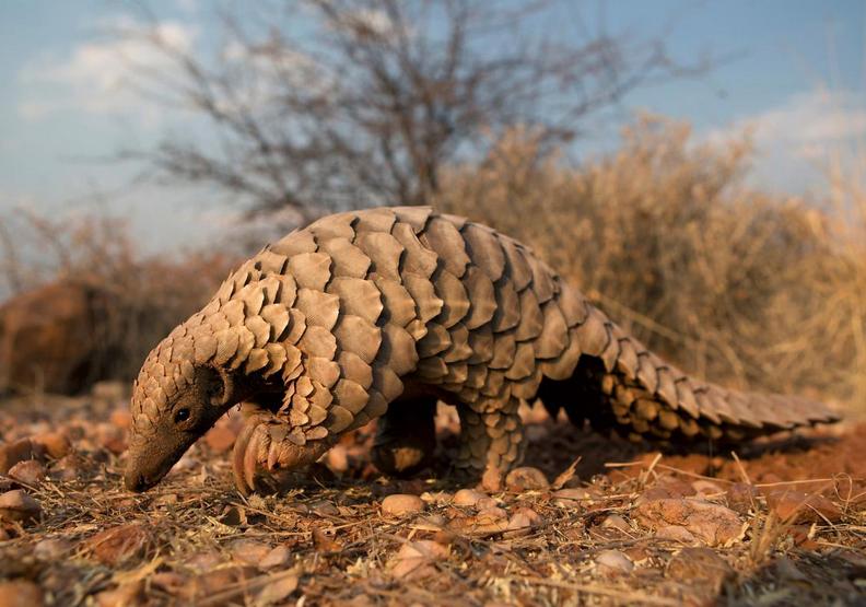 穿山甲的悲劇迷思:世上非法交易最多的生態悲歌_img_6