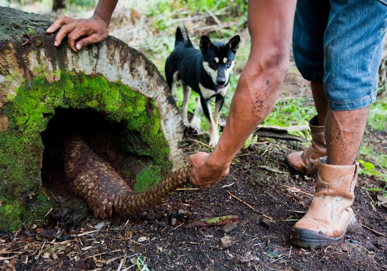 穿山甲的悲劇迷思:世上非法交易最多的生態悲歌_img_5