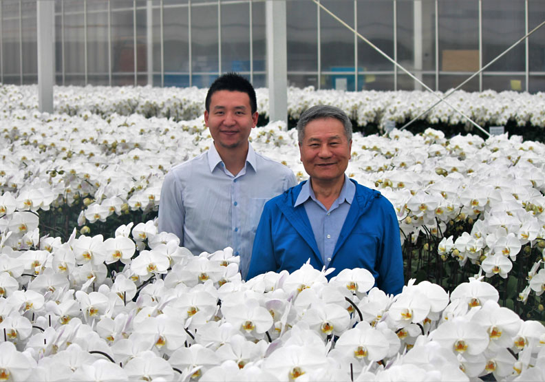台灣蝴蝶蘭再創外銷奇蹟 竟是日本老齡化幫的忙？_img_2